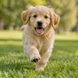 Running puppy