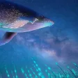 wavespeed-ai/flashvsr