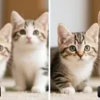 wavespeed-ai/image-upscaler