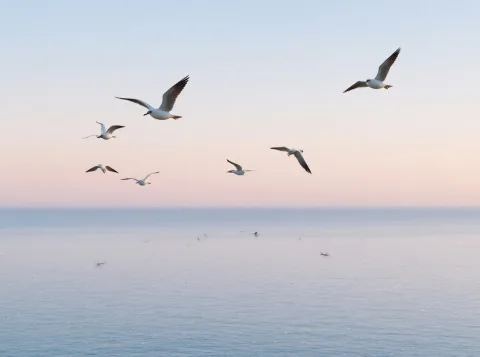 Add seagulls to the original image, keeping the rest unchanged