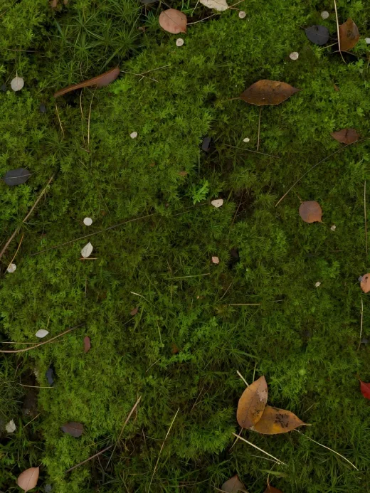 Introducing PATINA Image-to-Map on WaveSpeedAI