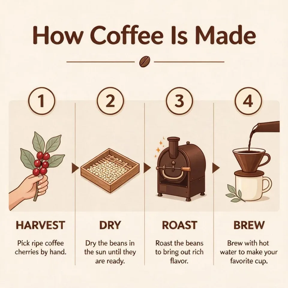 A clean flat-design infographic titled "How Coffee Is Made" with four numbered steps from left to right: 1 Harvest, 2 Dry, 3 Roast, 4 Brew. Each step has a simple icon and a short caption, warm brown and cream color palette, generous whitespace.